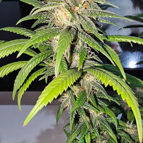 BLUE DREAM growlog photo: Planta começando a resinar bem, cheiro não está exalando longe mas muito forte na mão. Cheiro de citronela, cheiro de verde bem clean e limpo. Top buds com uns 15 centímetros cada um, aguardando a engorda dos mesmos.