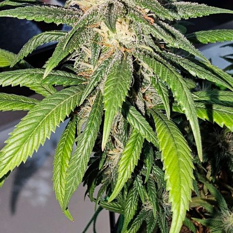 BLUE DREAM growlog photo: Planta começando a resinar bem, cheiro não está exalando longe mas muito forte na mão. Cheiro de citronela, cheiro de verde bem clean e limpo. Top buds com uns 15 centímetros cada um, aguardando a engorda dos mesmos.