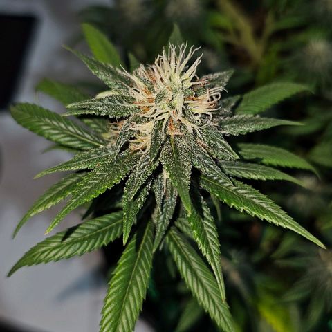 BLUE DREAM growlog photo: Planta começando a resinar bem, cheiro não está exalando longe mas muito forte na mão. Cheiro de citronela, cheiro de verde bem clean e limpo. Top buds com uns 15 centímetros cada um, aguardando a engorda dos mesmos.
