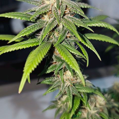 BLUE DREAM growlog photo: Planta começando a resinar bem, cheiro não está exalando longe mas muito forte na mão. Cheiro de citronela, cheiro de verde bem clean e limpo. Top buds com uns 15 centímetros cada um, aguardando a engorda dos mesmos.