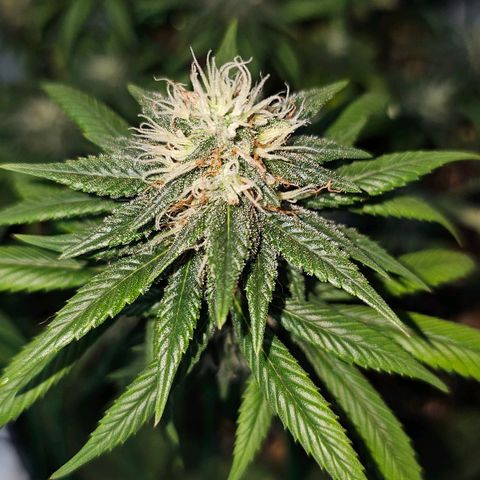 BLUE DREAM growlog photo: Planta começando a resinar bem, cheiro não está exalando longe mas muito forte na mão. Cheiro de citronela, cheiro de verde bem clean e limpo. Top buds com uns 15 centímetros cada um, aguardando a engorda dos mesmos.