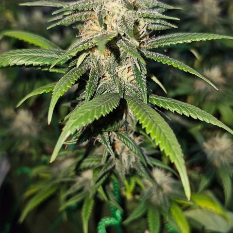 BLUE DREAM growlog photo: Planta começando a resinar bem, cheiro não está exalando longe mas muito forte na mão. Cheiro de citronela, cheiro de verde bem clean e limpo. Top buds com uns 15 centímetros cada um, aguardando a engorda dos mesmos.