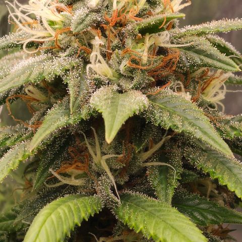 BLUE DREAM growlog photo: Planta saudável e nessa fase já começando a consumir as próprias folhas antigas para suprir a energia. Pipocas bem resinadas e top buds engordando bem.