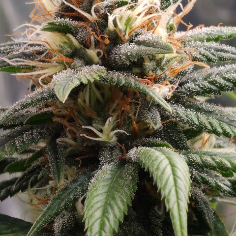 BLUE DREAM growlog photo: Planta saudável e nessa fase já começando a consumir as próprias folhas antigas para suprir a energia. Pipocas bem resinadas e top buds engordando bem.