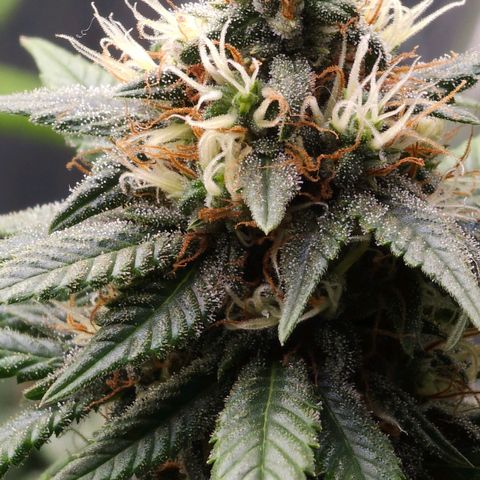 BLUE DREAM growlog photo: Planta saudável e nessa fase já começando a consumir as próprias folhas antigas para suprir a energia. Pipocas bem resinadas e top buds engordando bem.