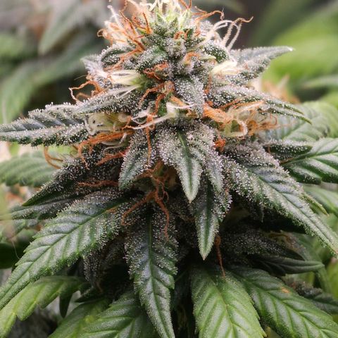 BLUE DREAM growlog photo: Planta saudável e nessa fase já começando a consumir as próprias folhas antigas para suprir a energia. Pipocas bem resinadas e top buds engordando bem.