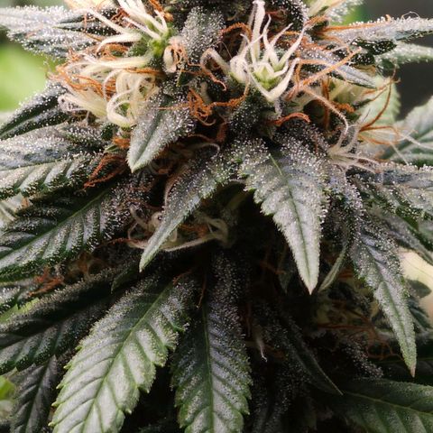 BLUE DREAM growlog photo: Planta saudável e nessa fase já começando a consumir as próprias folhas antigas para suprir a energia. Pipocas bem resinadas e top buds engordando bem.