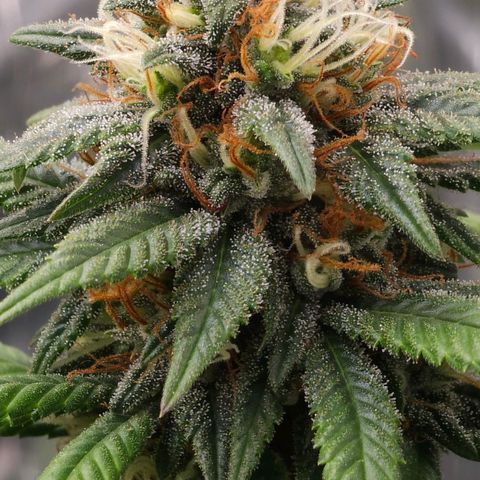BLUE DREAM growlog photo: Planta saudável e nessa fase já começando a consumir as próprias folhas antigas para suprir a energia. Pipocas bem resinadas e top buds engordando bem.