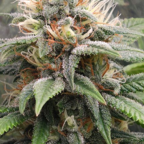 BLUE DREAM growlog photo: Planta saudável e nessa fase já começando a consumir as próprias folhas antigas para suprir a energia. Pipocas bem resinadas e top buds engordando bem.