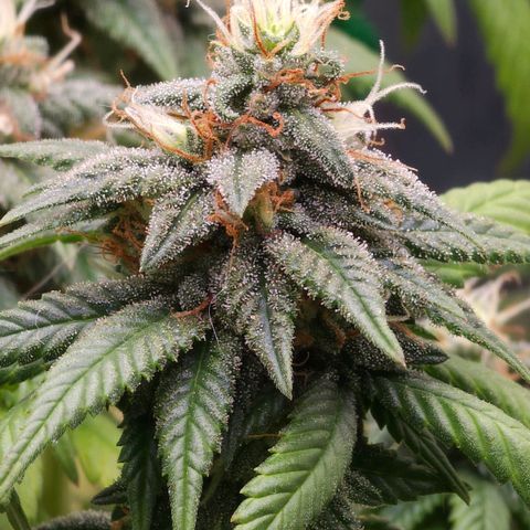 BLUE DREAM growlog photo: Planta saudável e nessa fase já começando a consumir as próprias folhas antigas para suprir a energia. Pipocas bem resinadas e top buds engordando bem.