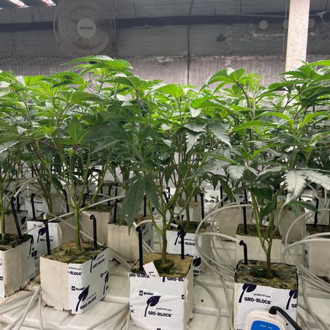 LCG09 growlog timeline photo