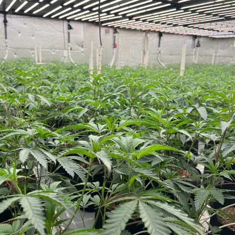 LCG09 growlog timeline photo