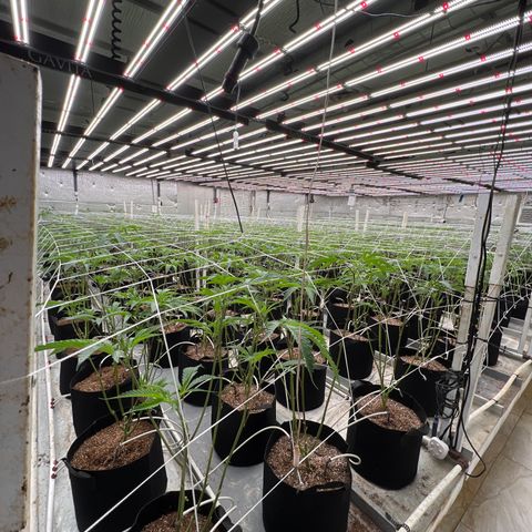 LCG09 growlog timeline photo