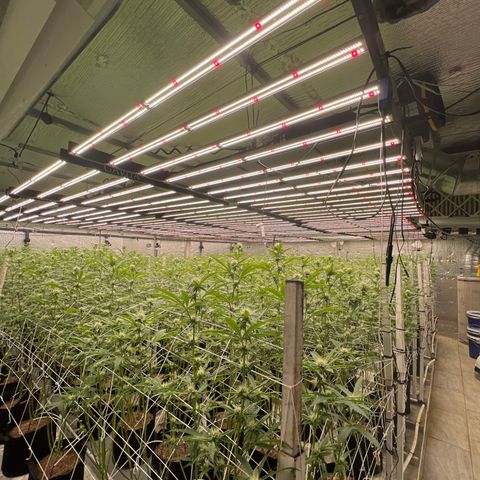 LCG09 growlog timeline photo