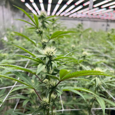 LCG09 growlog timeline photo