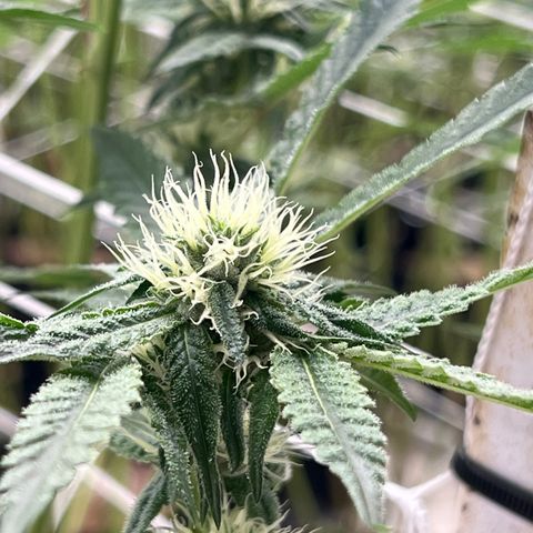 LCG09 growlog timeline photo