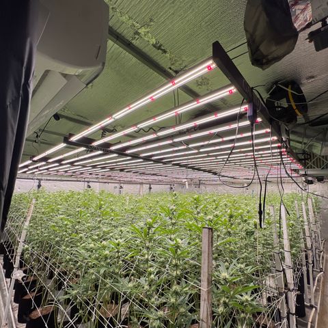 LCG09 growlog timeline photo