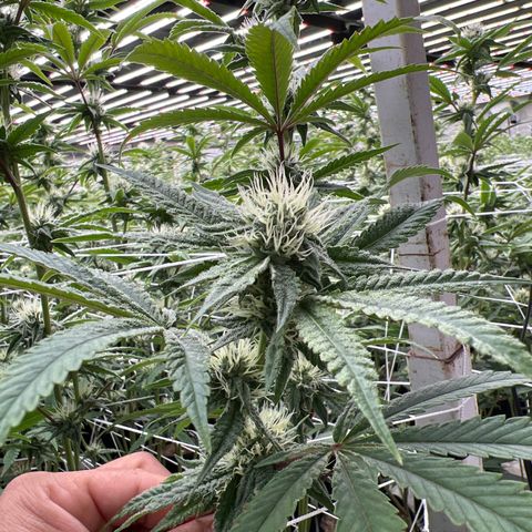 LCG09 growlog timeline photo