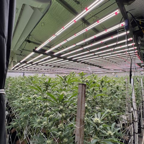 LCG09 growlog timeline photo