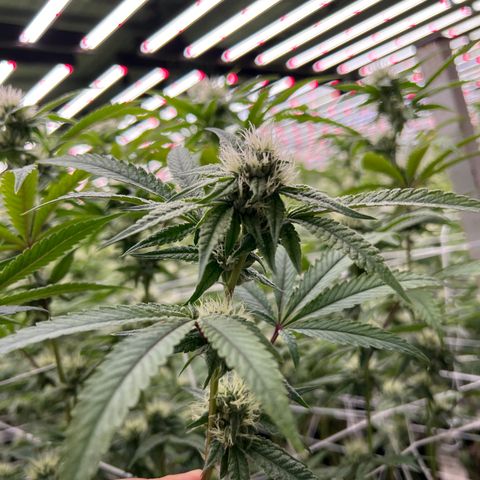 LCG09 growlog timeline photo
