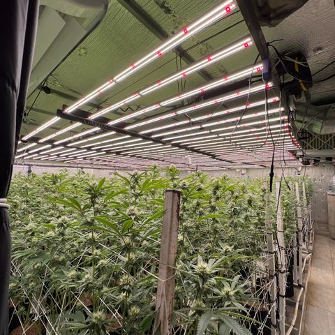 LCG09 growlog timeline photo