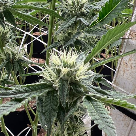 LCG09 growlog timeline photo