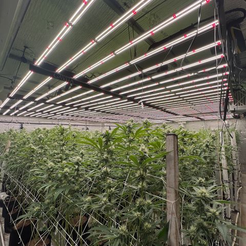 LCG09 growlog timeline photo