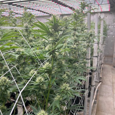 LCG09 growlog timeline photo
