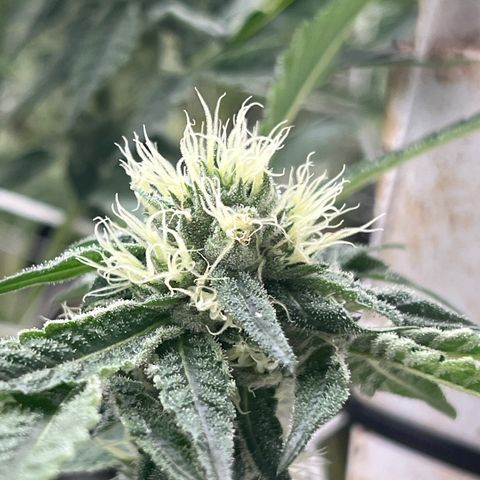 LCG09 growlog timeline photo