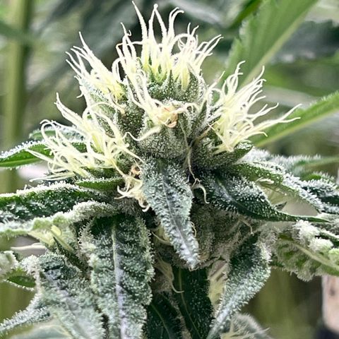 LCG09 growlog timeline photo
