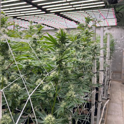 LCG09 growlog timeline photo