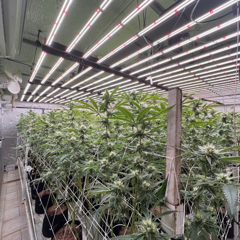 LCG09 growlog timeline photo