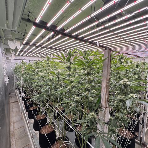 LCG09 growlog timeline photo