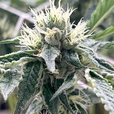 LCG09 growlog timeline photo