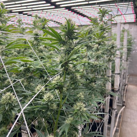 LCG09 growlog timeline photo