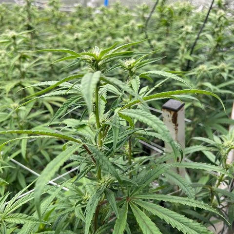 LCG09 growlog timeline photo