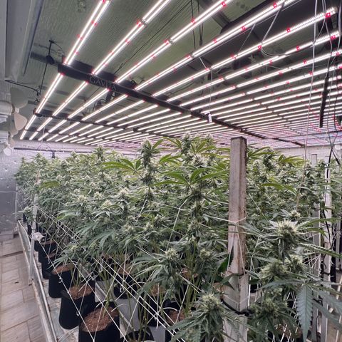 LCG09 growlog timeline photo