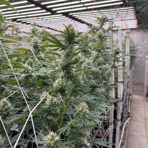 LCG09 growlog timeline photo