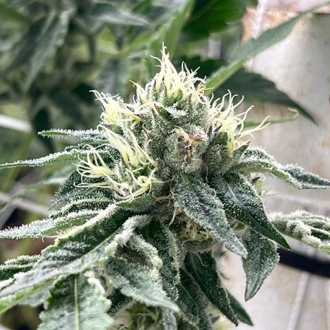 LCG09 growlog timeline photo