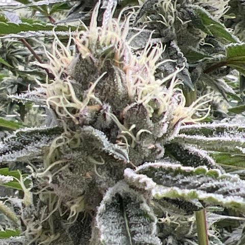 LCG09 growlog timeline photo