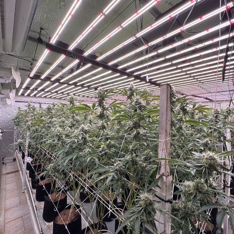 LCG09 growlog timeline photo