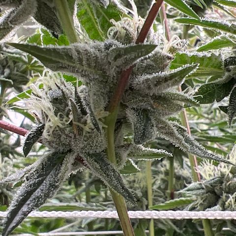 LCG09 growlog timeline photo