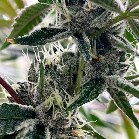 LCG09 growlog timeline photo