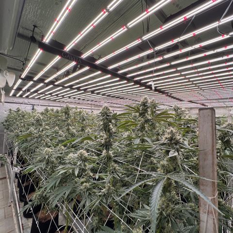 LCG09 growlog timeline photo