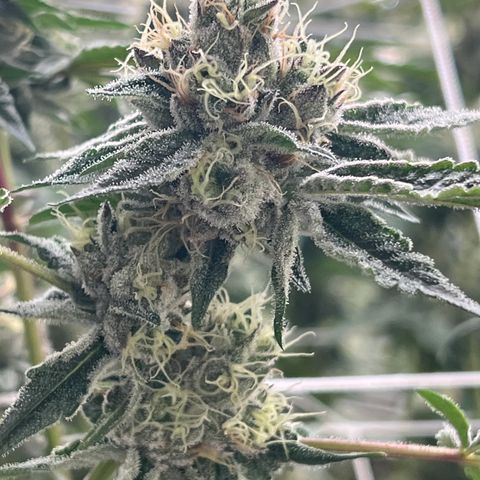 LCG09 growlog timeline photo