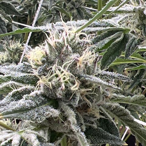 LCG09 growlog timeline photo