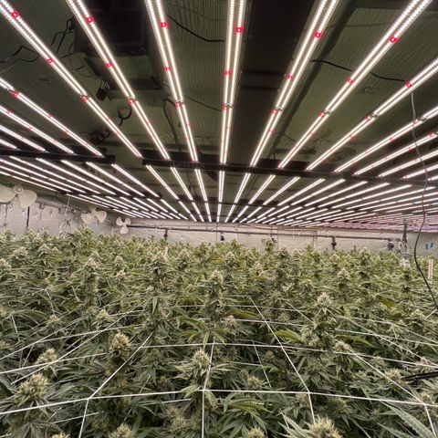 LCG09 growlog timeline photo