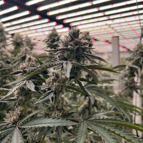 LCG09 growlog timeline photo