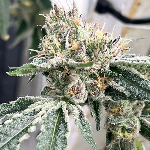 LCG09 growlog timeline photo