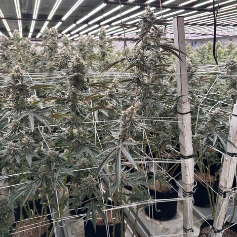 LCG09 growlog timeline photo